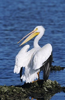American White Pelican, Pelecanus erythrorhynchos, adult, Rockport, Texas, USA, December American White Pelican, Pelecanus erythrorhynchos, adult, Rockport, Texas, USA, December