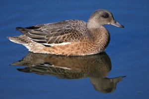 american wigeon, Anas americana, on the 1002 coastal plain of the Arctic National Wildlife Refuge american wigeon, Anas americana, on the 1002 coastal plain of the Arctic National Wildlife Refuge