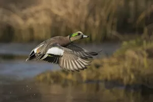 Images Dated 30th December 2016: American wigeon drake