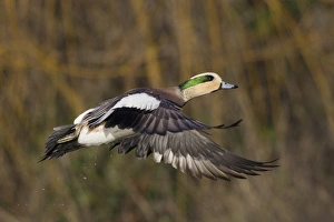 <b class=qtipBold><figcaption>American Wigeon in Flight</figcaption></b><br>American Wigeon flying<br><em>© Ken Archer / DanitaDelimont.com</em> American Wigeon in Flight
