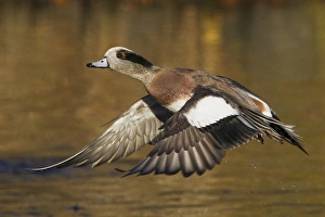 <b class=qtipBold><figcaption>American Wigeon Taking Flight</figcaption></b><br>American Wigeon flying<br><em>© Ken Archer / DanitaDelimont.com</em> American Wigeon Taking Flight