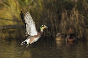 <b class=qtipBold><figcaption>American Wigeon Taking Flight</figcaption></b><br>American Wigeon flying<br><em>© Ken Archer / DanitaDelimont.com</em> American Wigeon Taking Flight