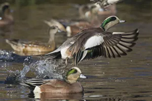<b class=qtipBold><figcaption>American Wigeon Taking Flight</figcaption></b><br><em>© Ken Archer / DanitaDelimont.com</em> American Wigeon Taking Flight