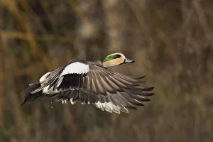 <b class=qtipBold><figcaption>American Wigeon Taking Flight</figcaption></b><br><em>© Ken Archer / DanitaDelimont.com</em> American Wigeon Taking Flight
