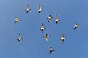 Images Dated 21st November 2014: American wigeons and northern pintails in flight, Bosque del Apache NWR, New Mexico