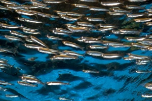 Anchovy display at the Monterey Bay Aquarium in Monterey, California Anchovy display at the Monterey Bay Aquarium in Monterey, California