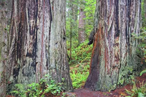 Ancient trees, Lady Bird Grove of the Redwood National Park Ancient trees, Lady Bird Grove of the Redwood National Park