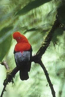 Andean Cock-of-the-Rock (Rupicola peruviana) Cloud Forest, Male on Lek, Eastern Andes Andean Cock-of-the-Rock (Rupicola peruviana) Cloud Forest, Male on Lek, Eastern Andes