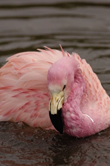 Andean Flamingo (Phoenicoparrus andinus) CAPTIVE Slimbridge Wildfowl and Wetlands Andean Flamingo (Phoenicoparrus andinus) CAPTIVE Slimbridge Wildfowl and Wetlands