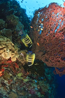 Angelfish,, Scuba Diving at Tukang Besi/Wakatobi Archipelago Marine Preserve, South Sulawesi Angelfish,, Scuba Diving at Tukang Besi/Wakatobi Archipelago Marine Preserve, South Sulawesi