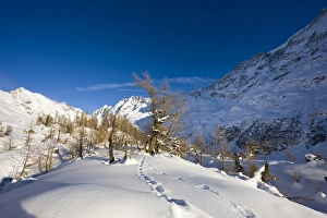 Animal tracks in deep snow in winter landscape with larch tree forest in the Loetschental (Valais) Animal tracks in deep snow in winter landscape with larch tree forest in the Loetschental (Valais)