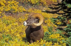 Bighorn Ram Print on Wilcox Ridge, Jasper National Park