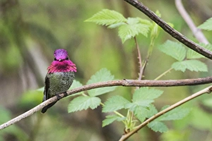 <b class=qtipBold><figcaption>Anna's Hummingbird (male)</figcaption></b><br>A male Anna's Hummingbird<br><em>© Ken Archer / DanitaDelimont.com</em> Anna's Hummingbird (male)