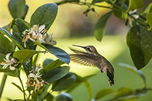 Annas Hummingbird sipping at a Meyer Lemon tree Annas Hummingbird sipping at a Meyer Lemon tree