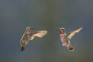 Images Dated 10th July 2010: Annas hummingbirds. Male and Female. Santa Cruz. Californa