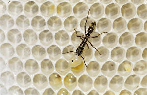 Ant, Formicidae, ant on bee hive with bee larva as prey, The Inn at Chachalaca Bend Ant, Formicidae, ant on bee hive with bee larva as prey, The Inn at Chachalaca Bend