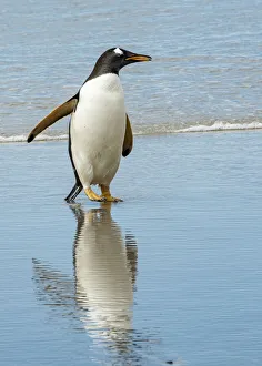 Gentoo Penguin Gallery: Antarctic, gentoo, penguin