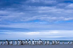 <b class=qtipBold><figcaption>Antarctic, gentoo penguin group</figcaption></b><br><em>© George Theodore / DanitaDelimont.com</em> Antarctic, gentoo penguin group