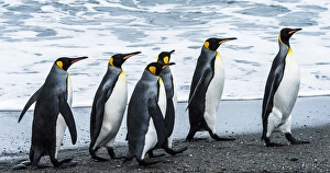 <b class=qtipBold><figcaption>Antarctic, penguins, marching</figcaption></b><br><em>© George Theodore / DanitaDelimont.com</em> Antarctic, penguins, marching