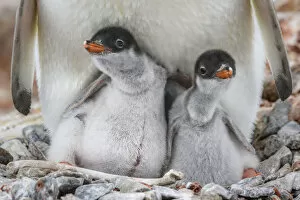 Gentoo Penguin Gallery: Antarctic Peninsula, Antarctica, Jougla Point. Gentoo penguin chicks, sibling love