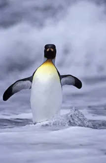 Antarctic, South Georgia Island King penguin (Aptenodytes patagonica) coming out of ocean Antarctic, South Georgia Island King penguin (Aptenodytes patagonica) coming out of ocean