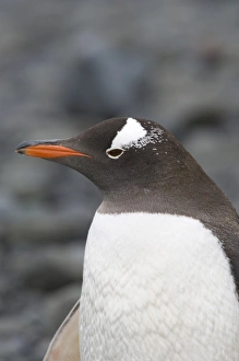 Antarctica, Aitcho Islands. Gentoo penguin on beach, Antarctica Antarctica, Aitcho Islands. Gentoo penguin on beach, Antarctica