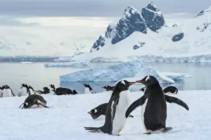 Pygoscelis Papua Gallery: Antarctica, Antarctic Peninsula, Danco Island. Gentoo penguin courtship