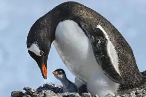 Pygoscelis Papua Gallery: Antarctica, Antarctic Peninsula, Jougla Point. Gentoo penguin and chick