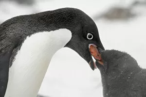Adelie Penguin Gallery: Antarctica, Brown Bluff. Adelie penguin adult feeding young regurgitated krill. Credit as