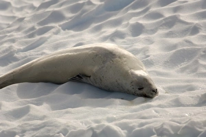 Antarctica. Crabeater seal asleep on ice flow Antarctica. Crabeater seal asleep on ice flow