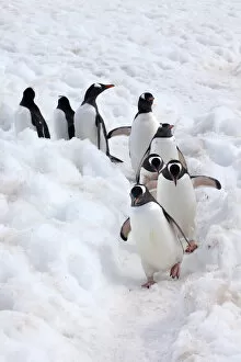 Pygoscelis Papua Gallery: Antarctica, Cuverville Island, Gentoo Penguins Walking Through the Snow
