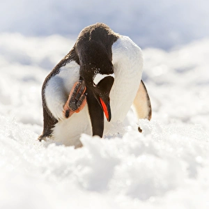 Antarctica. Gentoo penguin scratches its head Antarctica. Gentoo penguin scratches its head