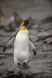 <b class=qtipBold><figcaption>Antarctica, King Penguin, walking</figcaption></b><br><em>© George Theodore / DanitaDelimont.com</em> Antarctica, King Penguin, walking