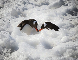 Antarctica. A pair of gentoo penguins touching beaks Antarctica. A pair of gentoo penguins touching beaks