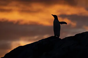 Gentoo Penguin Gallery: Antarctica, Paradise Harbor aka Paradise Bay. Silhouette of gentoo penguins with polar