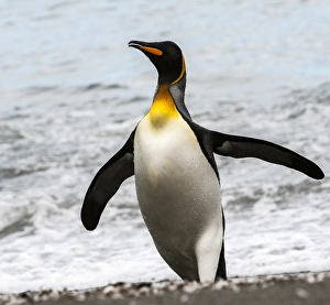 <b class=qtipBold><figcaption>Antarctica, penguin, King</figcaption></b><br><em>© George Theodore / DanitaDelimont.com</em> Antarctica, penguin, King