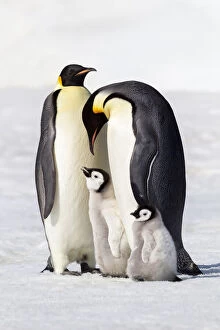 Emperor Penguin Gallery: Antarctica, Snow Hill. Two adults stand next to their chick while a smaller chick stands