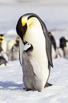 Emperor Penguin Gallery: Antarctica, Snow Hill. An emperor penguin chick interacts with its parent