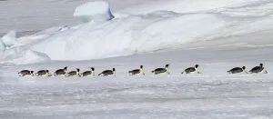 Emperor Penguin Gallery: Antarctica, Snow Hill. Emperor penguins return to the rookery scooting over the ice