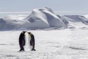 Emperor Penguin Gallery: Antarctica, Snow Hill. Two emperor penguins stand together in the icy landscape