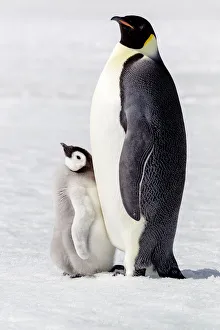 Emperor Penguin Gallery: Antarctica, Snow Hill. Portrait of an adult with its chick