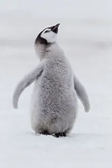 Emperor Penguin Gallery: Antarctica, Snow Hill. Portrait of a penguin chick