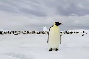 Emperor Penguin Gallery: Antarctica, Snow Hill. A single adult emperor penguin stands in front of the colony