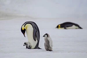 Emperor Penguin Gallery: Antarctica, Snow Hill. A very small chick rides on its parent'