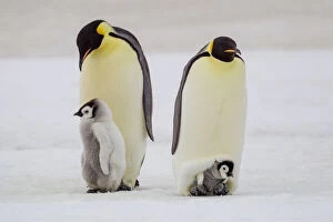 Emperor Penguin Gallery: Antarctica, Snow Hill. A very small chick sits on its parent'