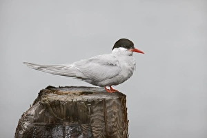 Antarctica, South Georgia, Grytviken. Antarctic Tern stands on post Antarctica, South Georgia, Grytviken. Antarctic Tern stands on post