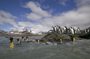 Antarctica, South Georgia Island (UK), King Penguins swimming along rocky shoreline Antarctica, South Georgia Island (UK), King Penguins swimming along rocky shoreline