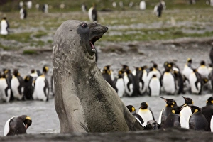 Antarctica, South Georgia, St. Andrews Bay. A Southern Elephant Seal shows aggression Antarctica, South Georgia, St. Andrews Bay. A Southern Elephant Seal shows aggression