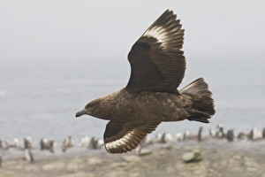 Antarctica, South Shetland Islands. Brown skua soars over a penguin colony looking for Antarctica, South Shetland Islands. Brown skua soars over a penguin colony looking for