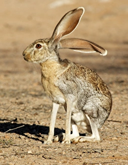 Antelope Jackrabbit (lepus alleni). It is the largest of the North American hares Antelope Jackrabbit (lepus alleni). It is the largest of the North American hares